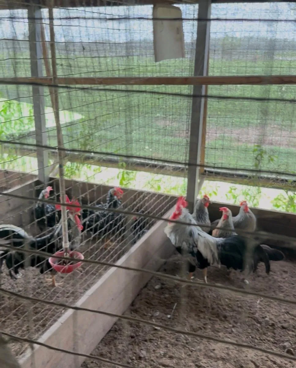 Chicken Coop