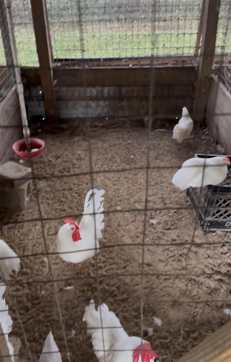 Chicken Coop