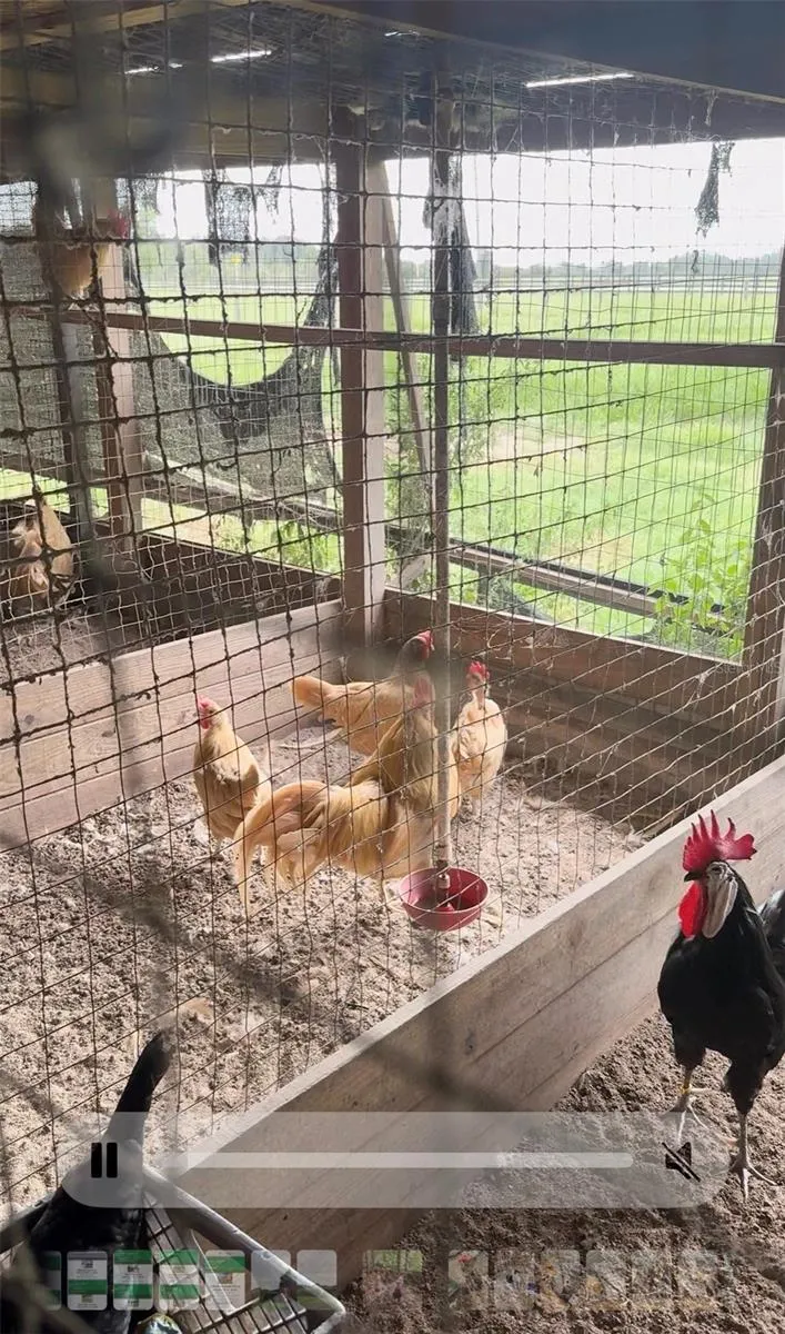 Chicken Coop