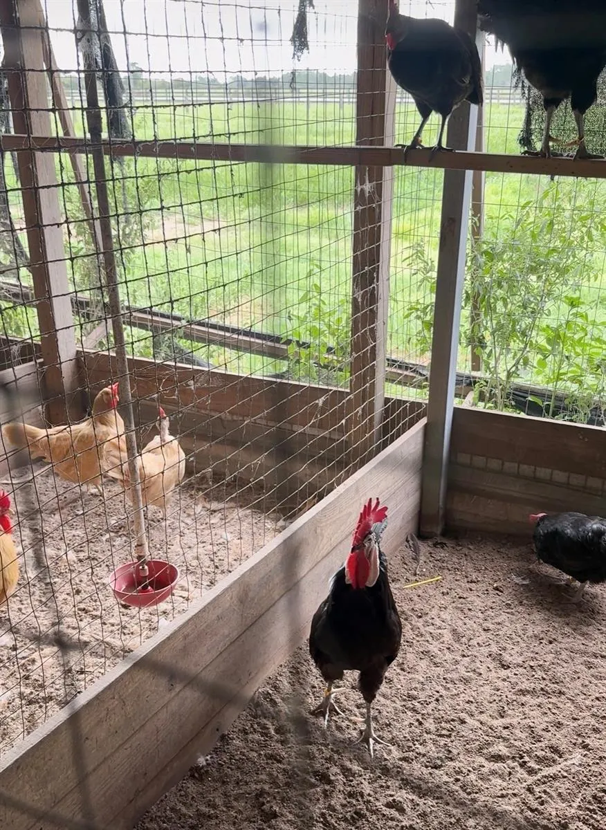Chicken Coop