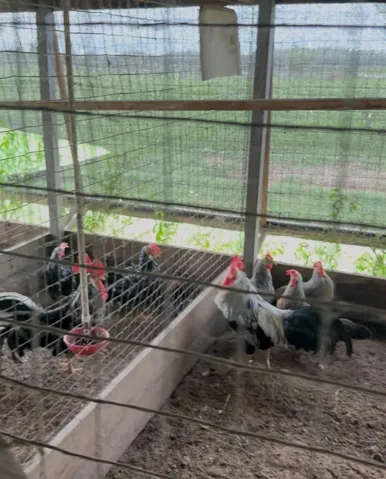 Chicken Coop