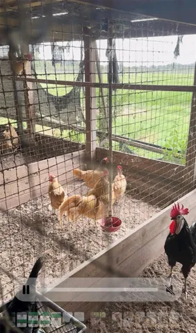Chicken Coop