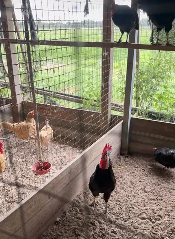 Chicken Coop