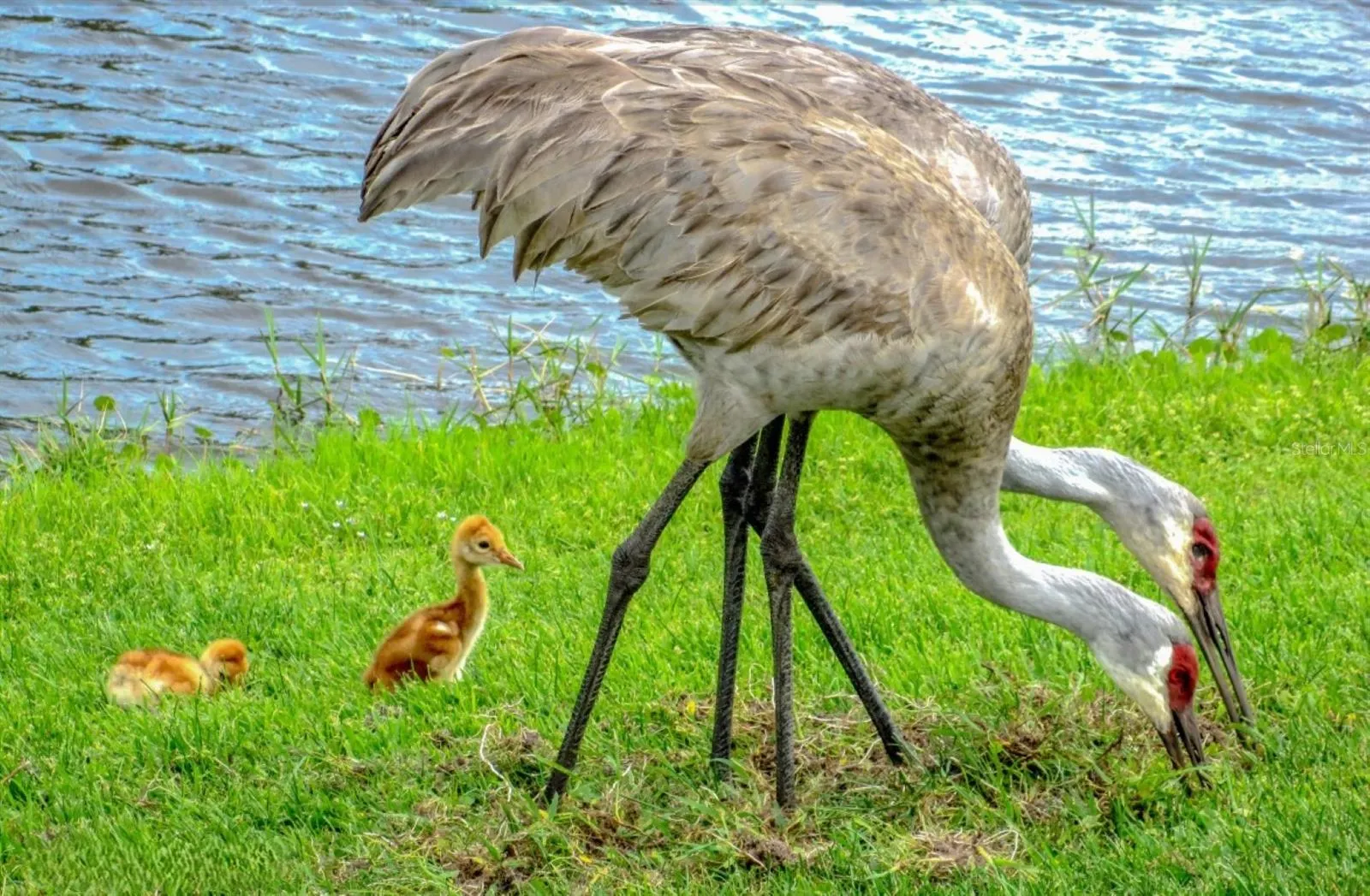 Lake Ashton is home to a wide variety of wildlife that inhabit the community.