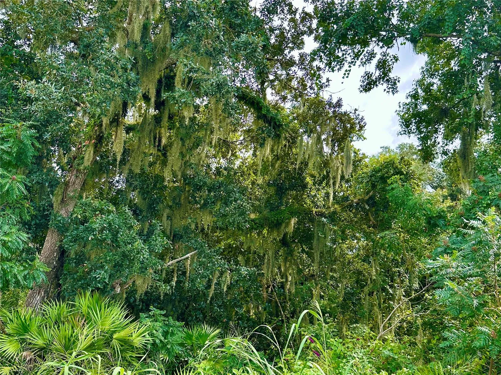 West Orange Trail/Conservation Area directly behind the home