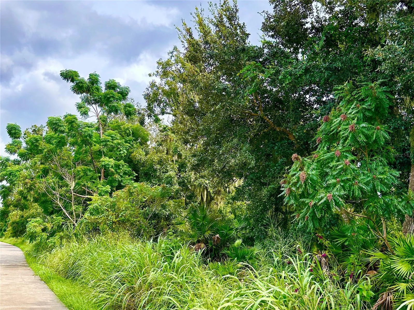 West Orange Trail/Conservation Area directly behind the home