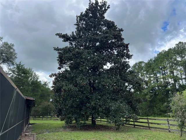 Huge magnolia tree by screened porch