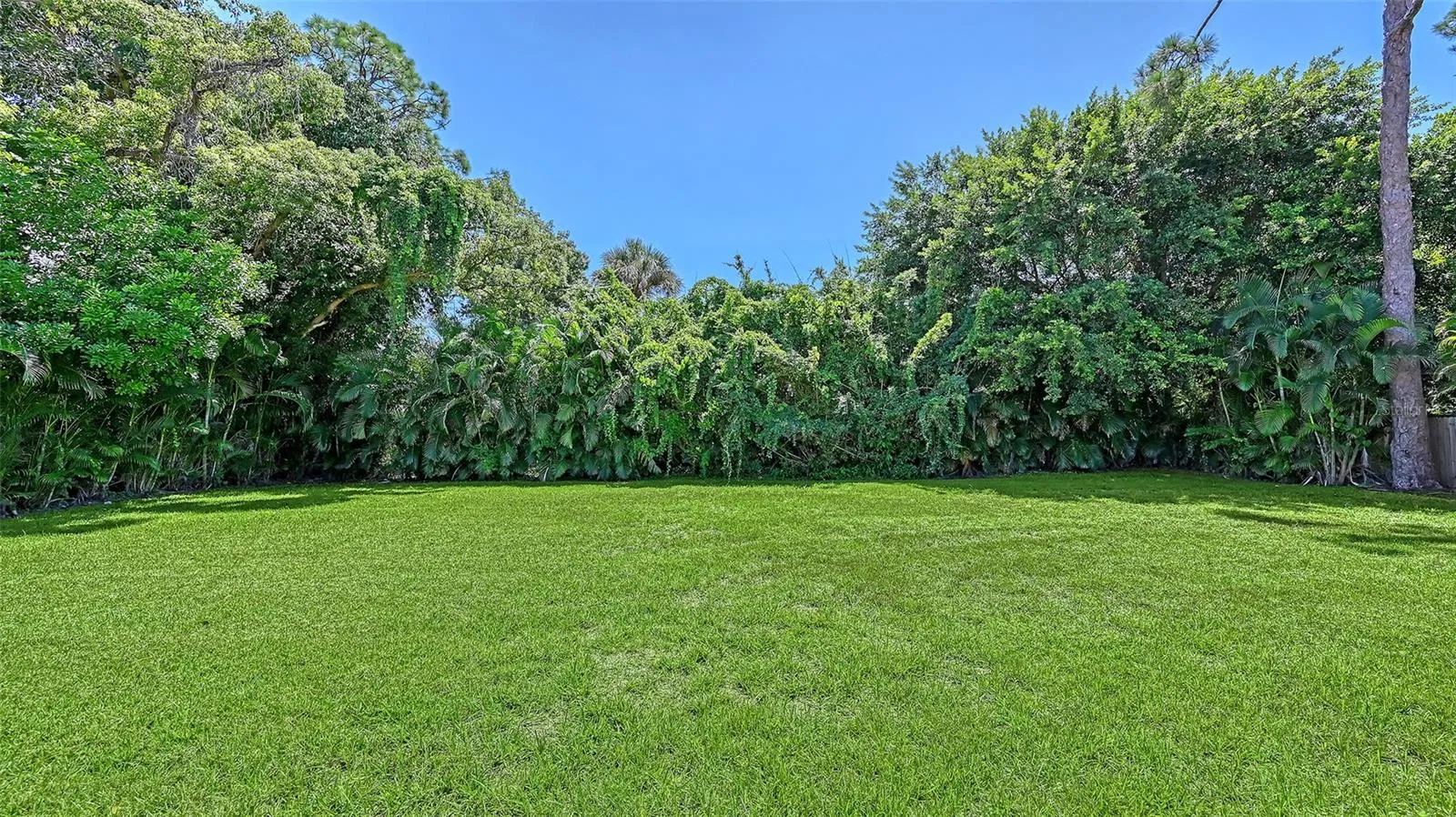 Large Backyard
