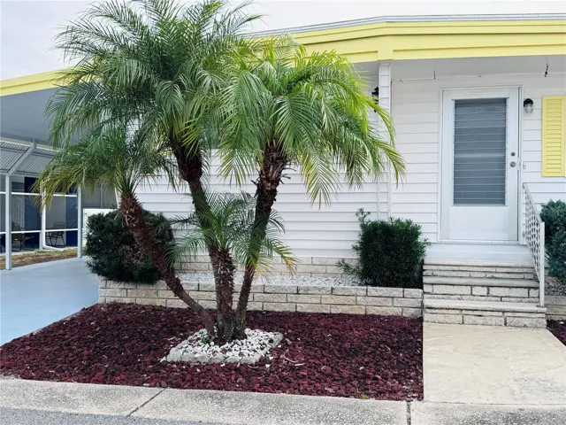 Beautuful palm tree on the  front lawn with lava rock to accent.