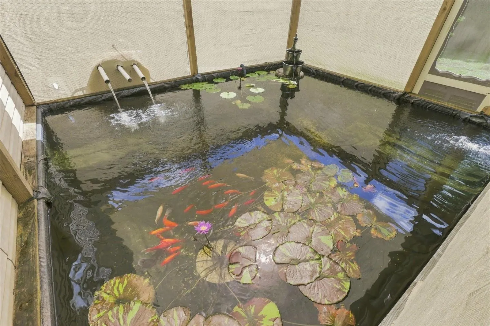 Koi pond!
