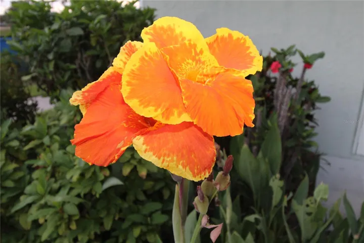Beautiful, welcoming, early morning flower from next door neighbor