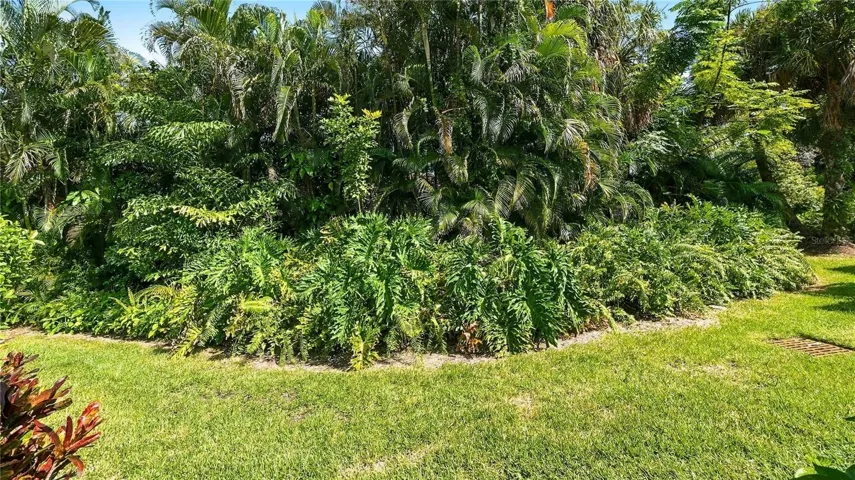 Backyard Lush Green View