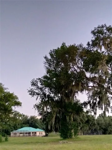 Majestic Oaks and Hickory Nut Trees