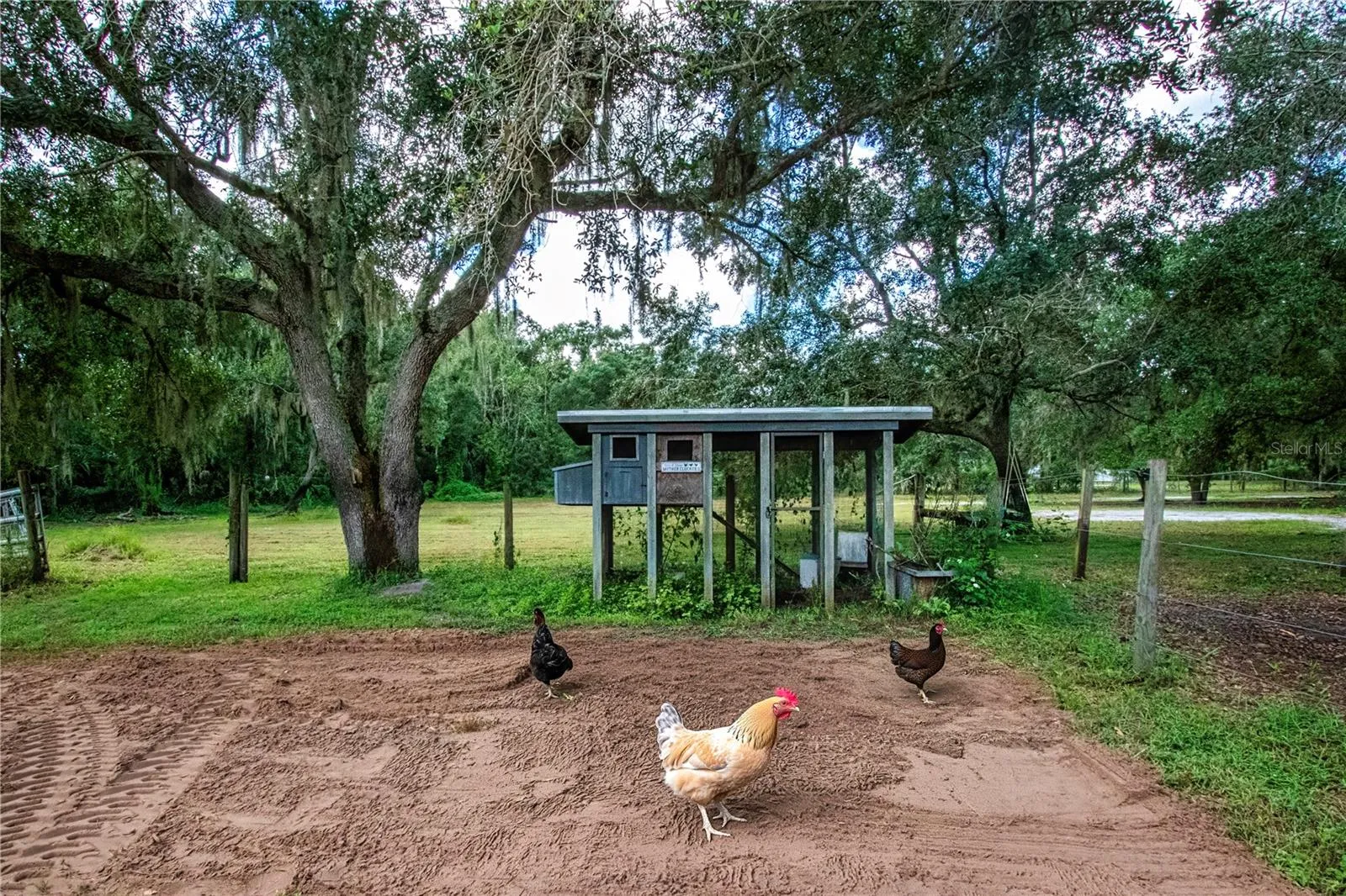 Chicken Coop