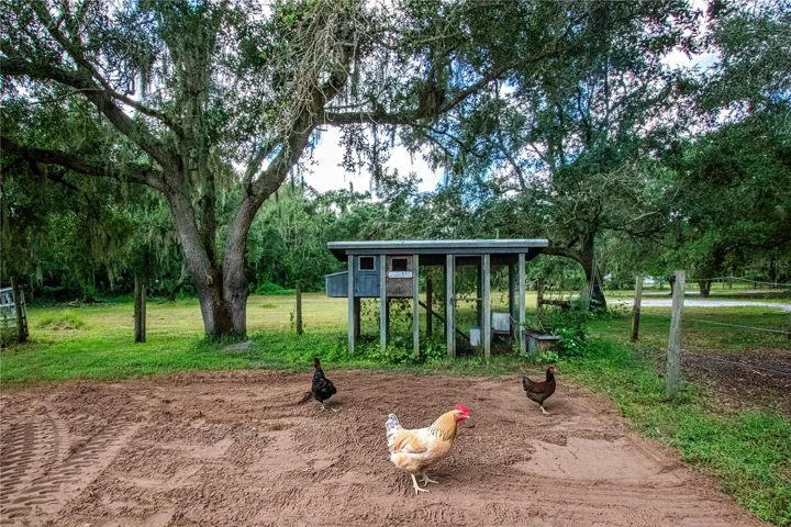 Chicken Coop