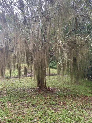 views of the backyard