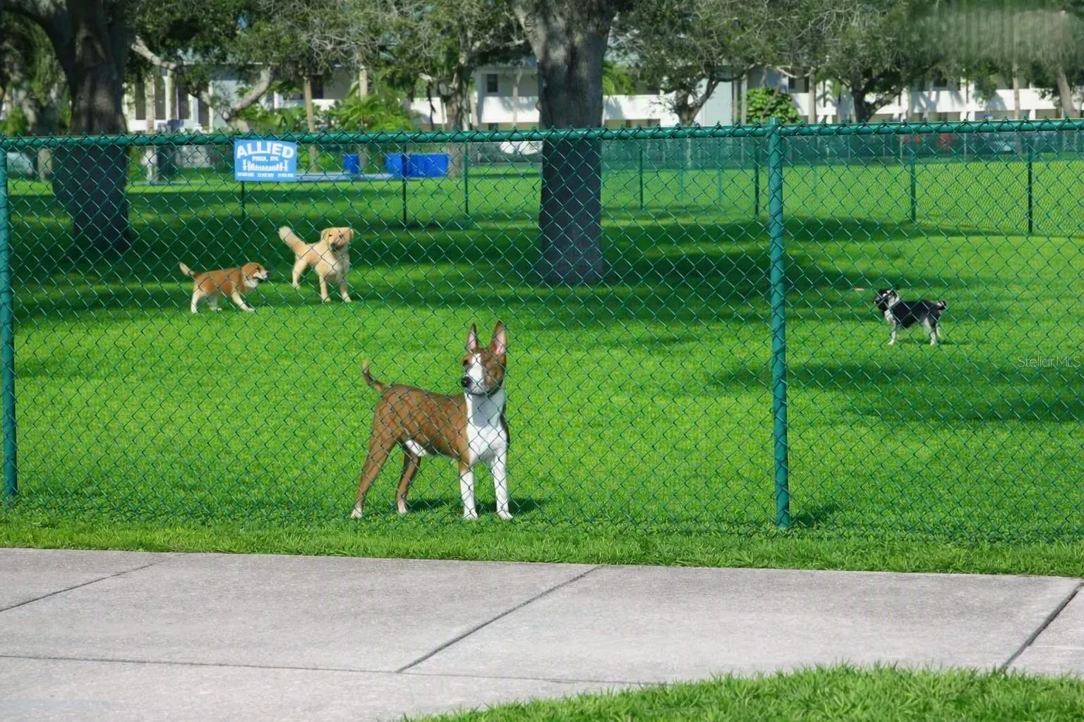 DOG PARK