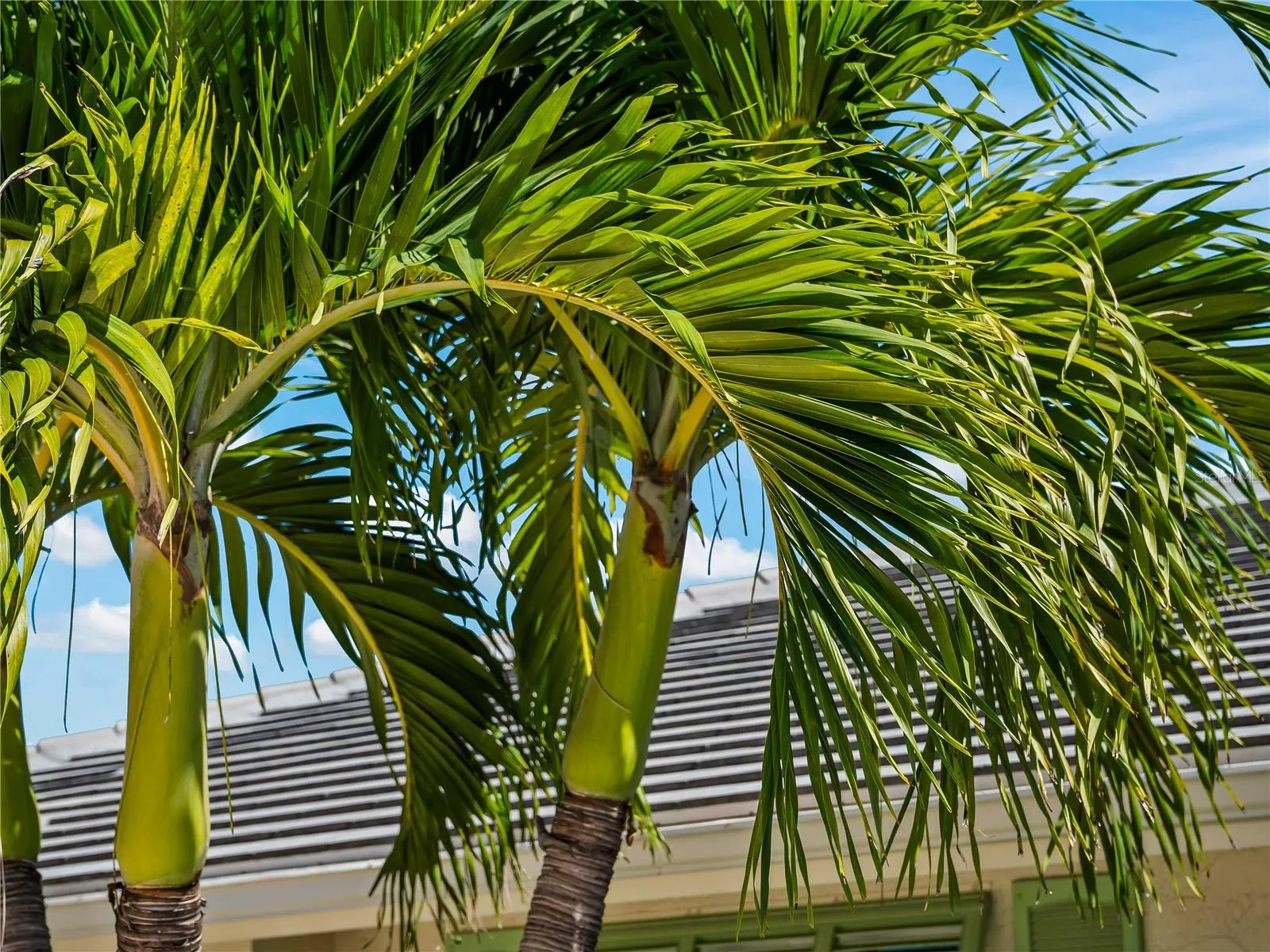 FrontExterior_2903rdStreet_BonitaSprings_TropicalLandscaping_Detail.jpg