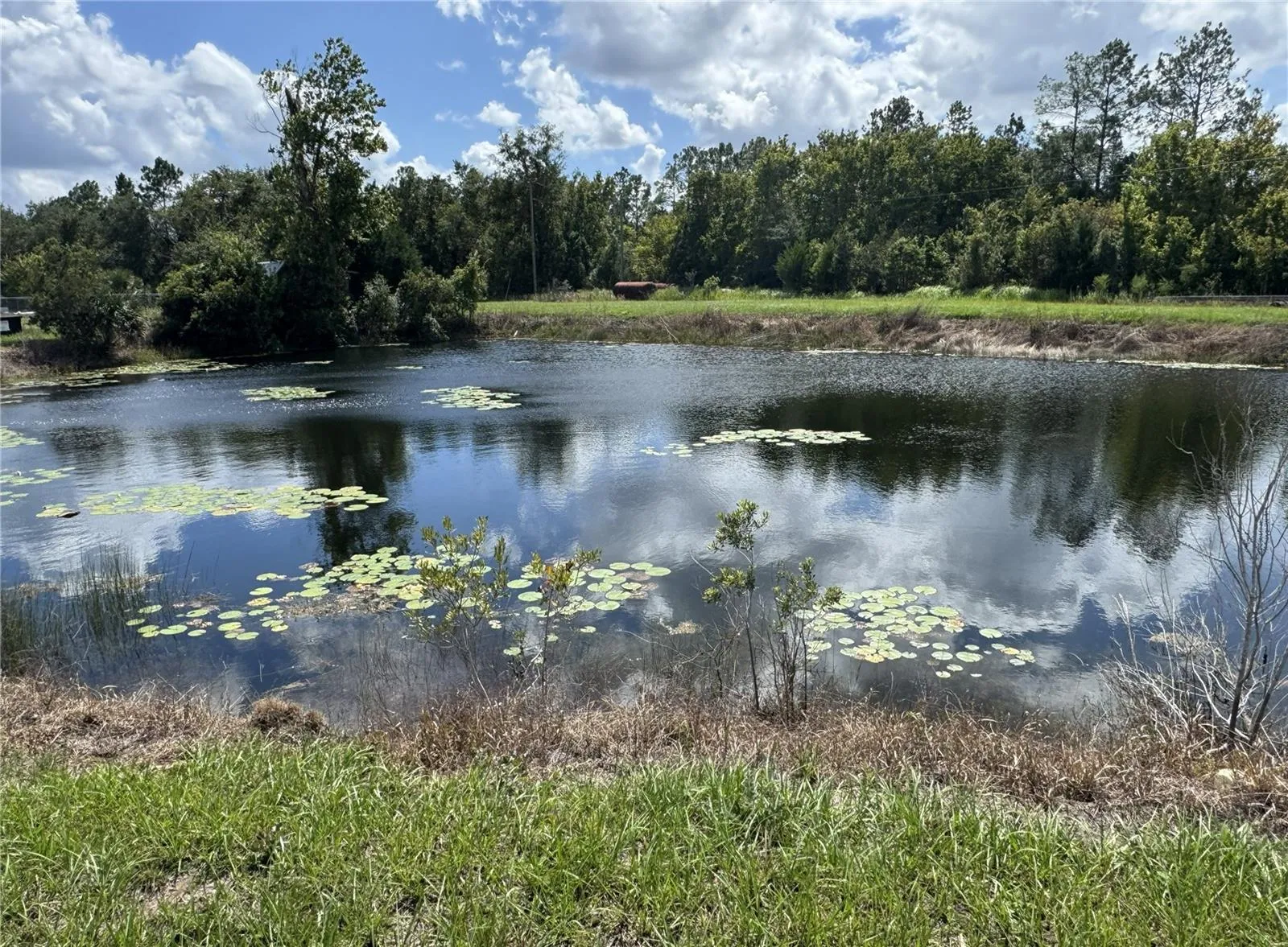 Pond 1