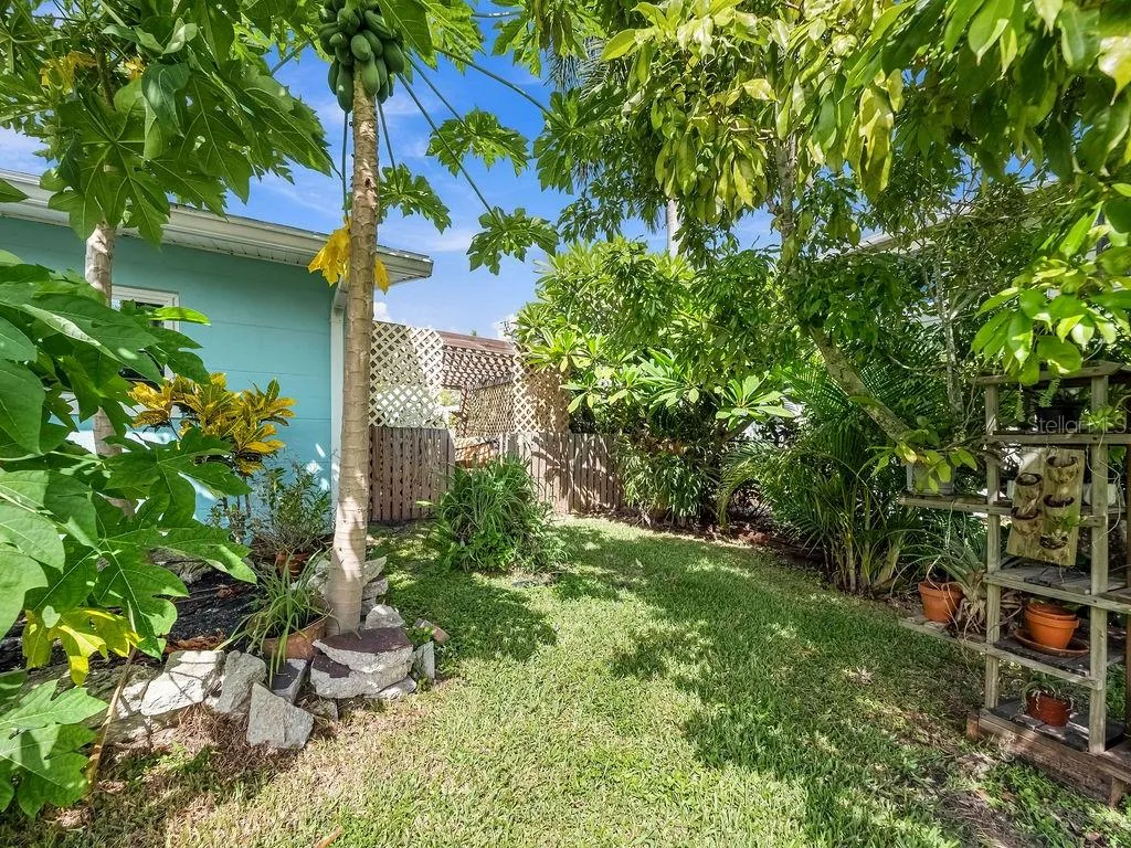 Mature fruit trees