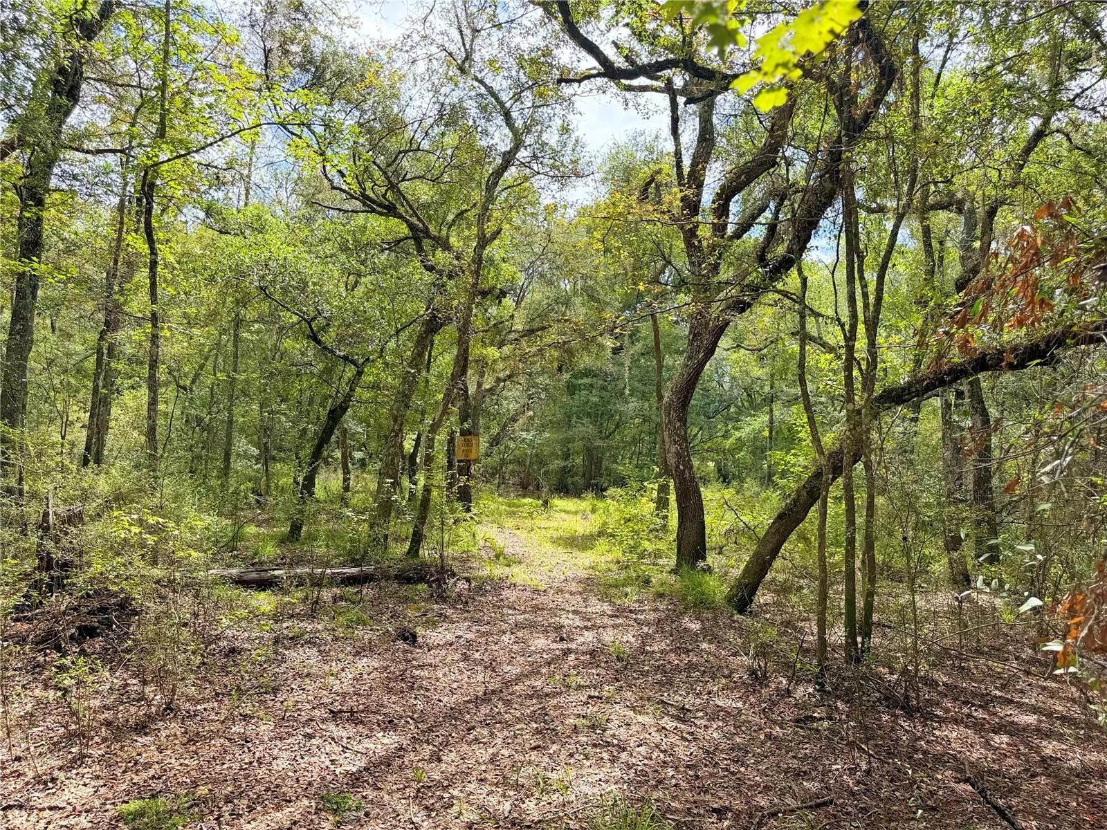 Trail to the Santa Fe River