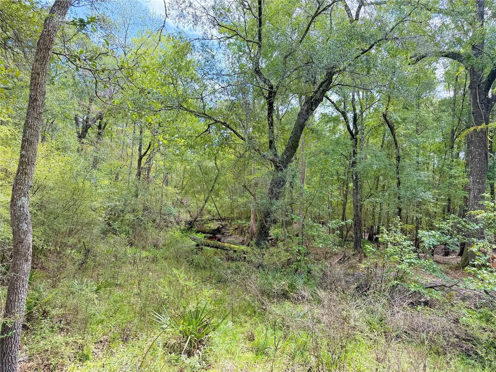 Wooded area of property