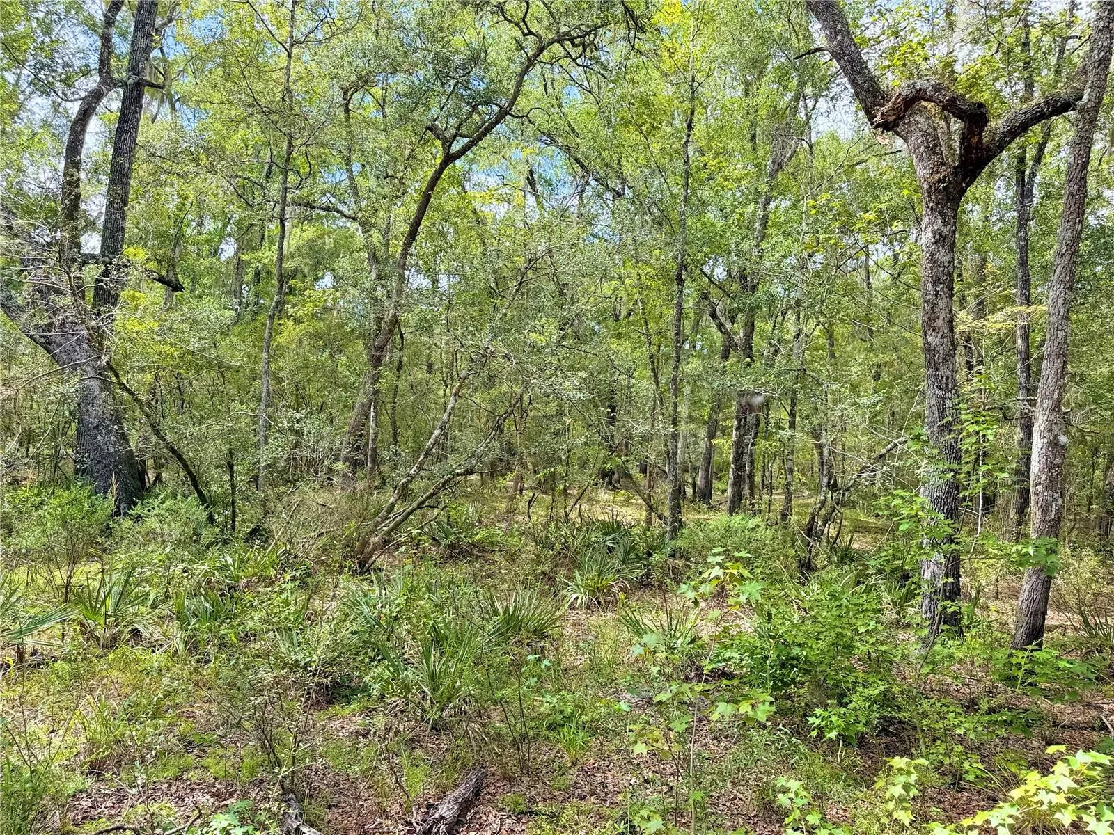 Wooded area of property