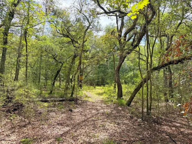 Trail to the Santa Fe River