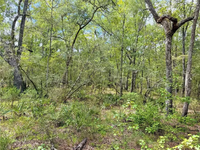 Wooded area of property