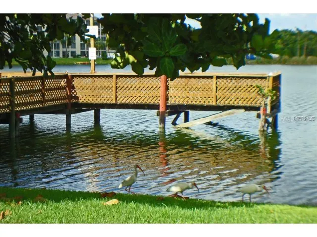 Dock next to clubhouse, pool &amp; Florida ibis; familiar water birds...