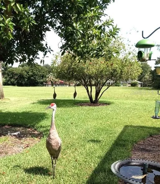 Sandhill Cranes also like the back yard.