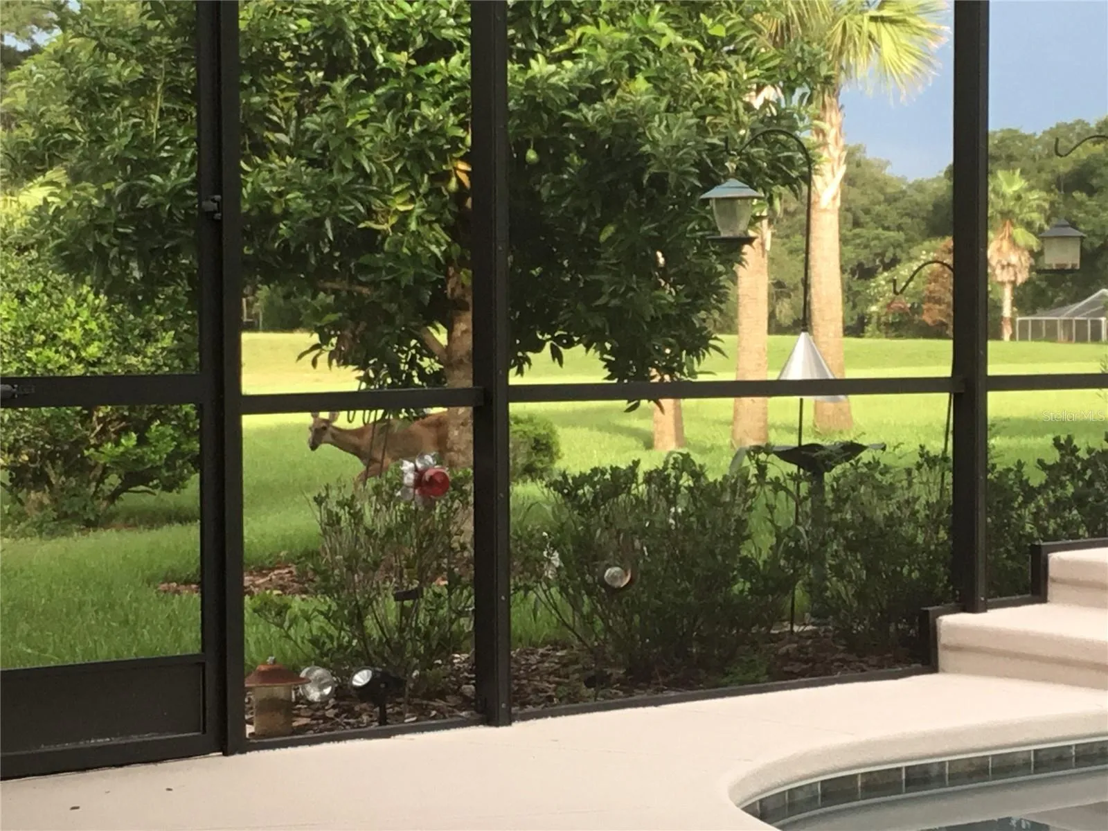 Visiting deer are regular guests