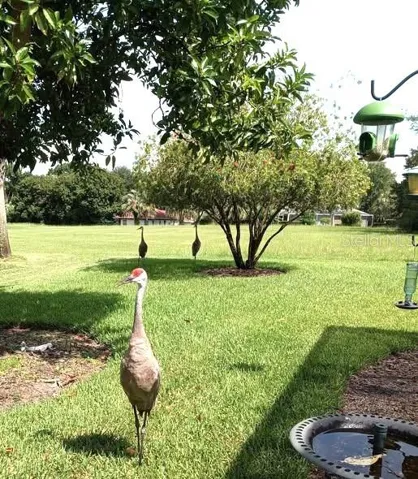 Sandhill Cranes also like the back yard.