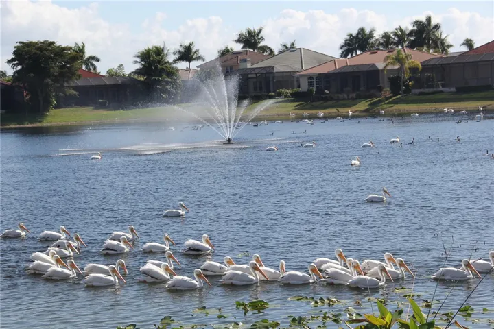 Visit from migrating White Pelicans