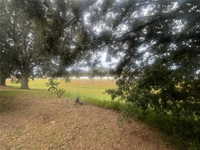 Backyard View