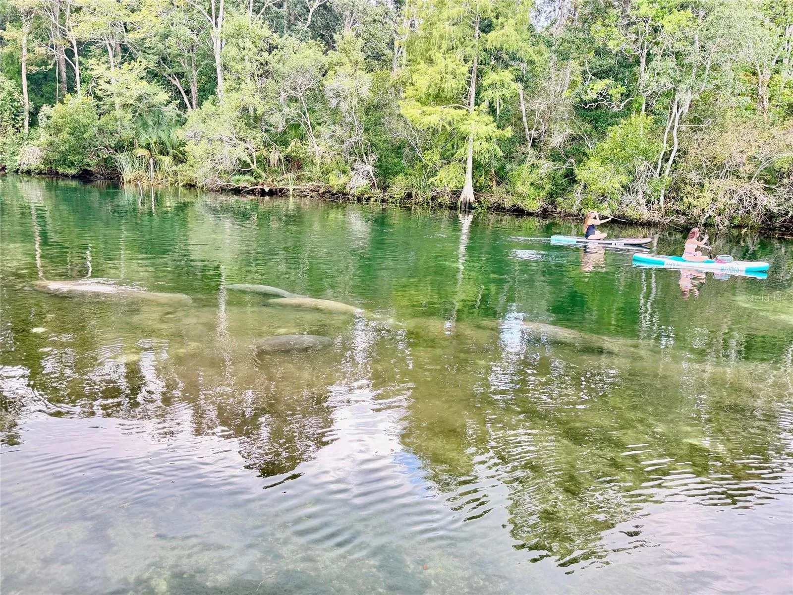 View of Weeki Wachee River