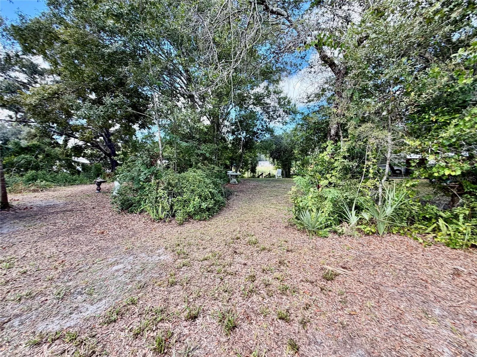 Backyard view