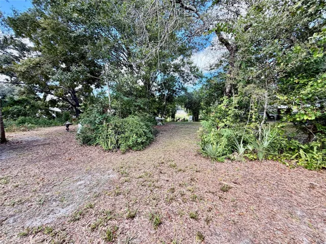 Backyard view