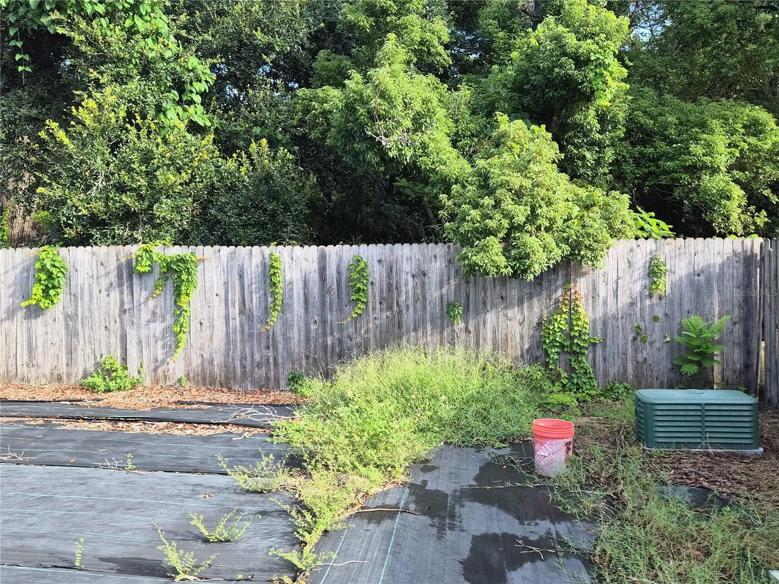 Back yard, with conservation area behind