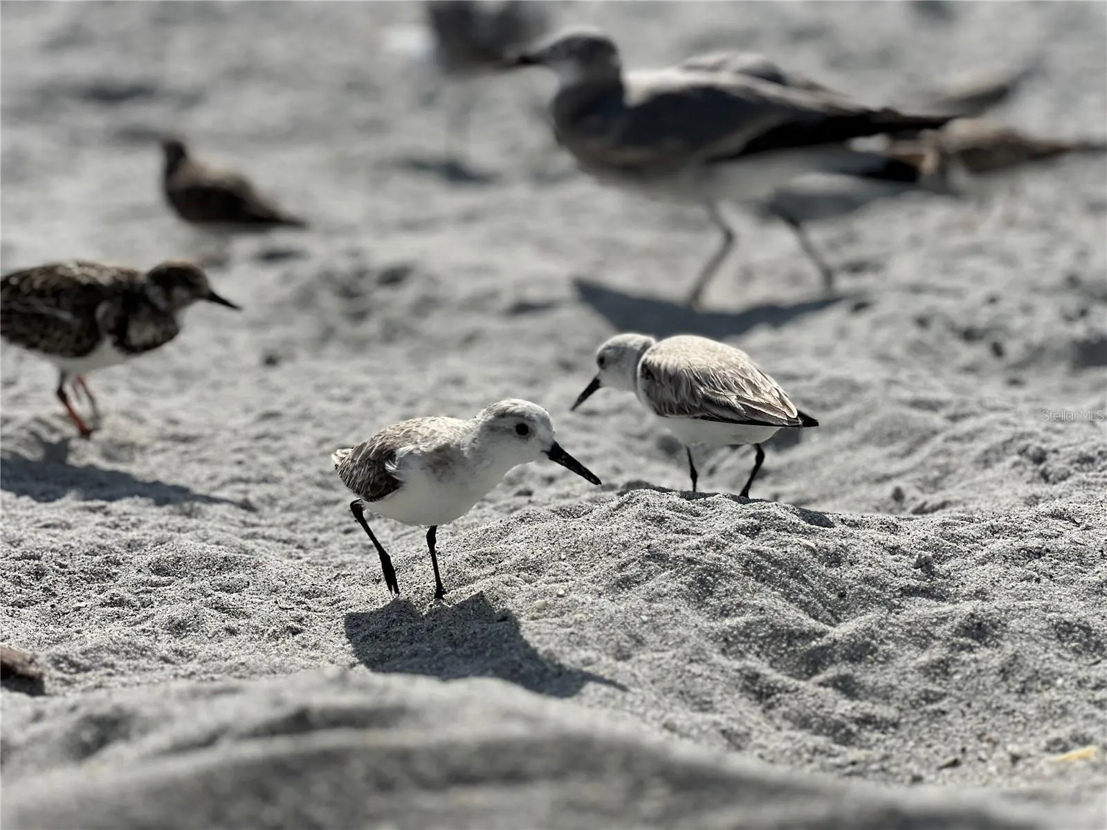 Sandpipers on Englewood Beach