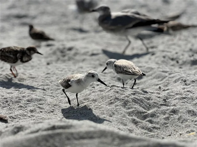 Sandpipers on Englewood Beach