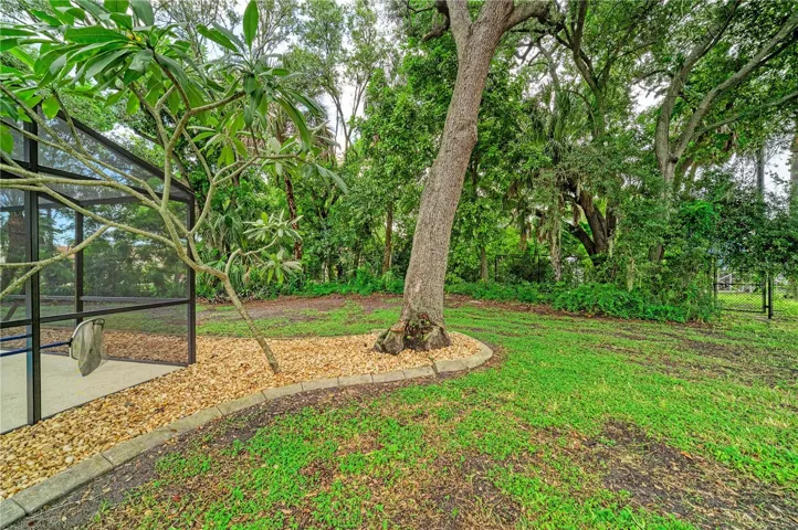 Back Yard 01