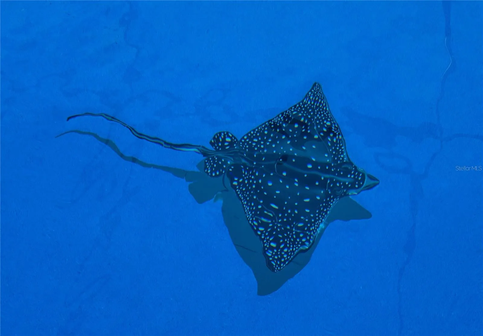 Stingray in pool