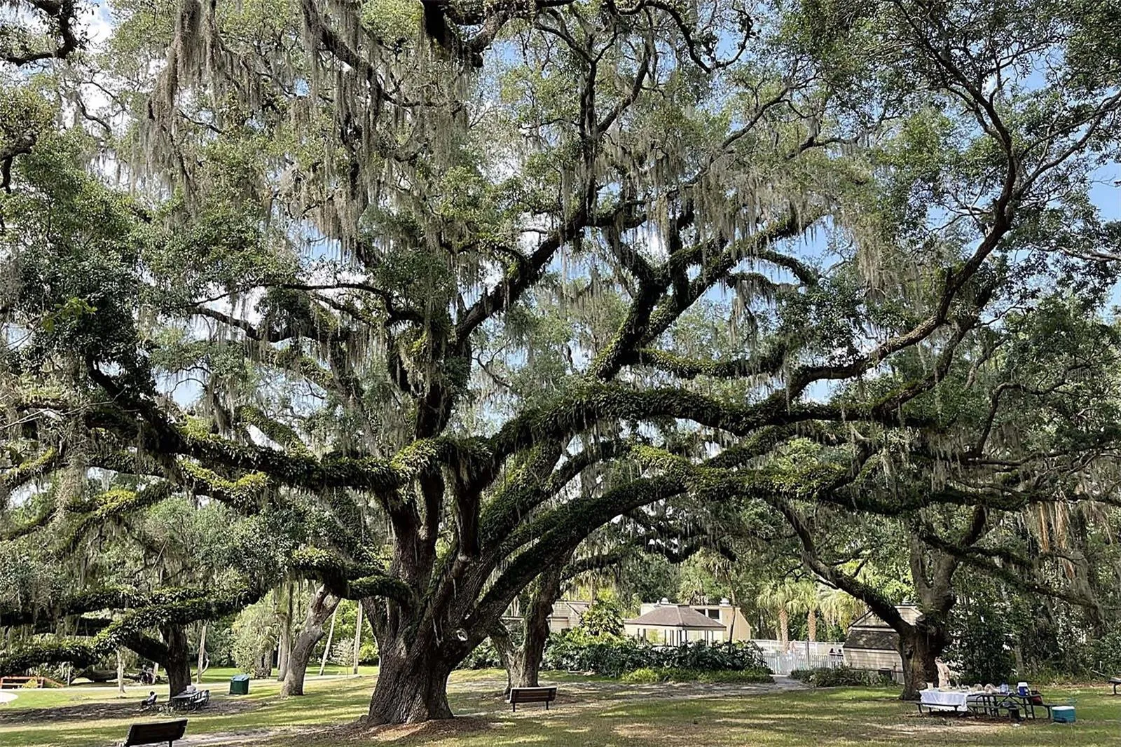 Relax under century old oak trees - at the spring recreation area