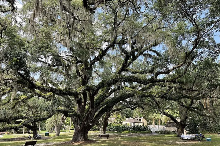 Relax under century old oak trees - at the spring recreation area