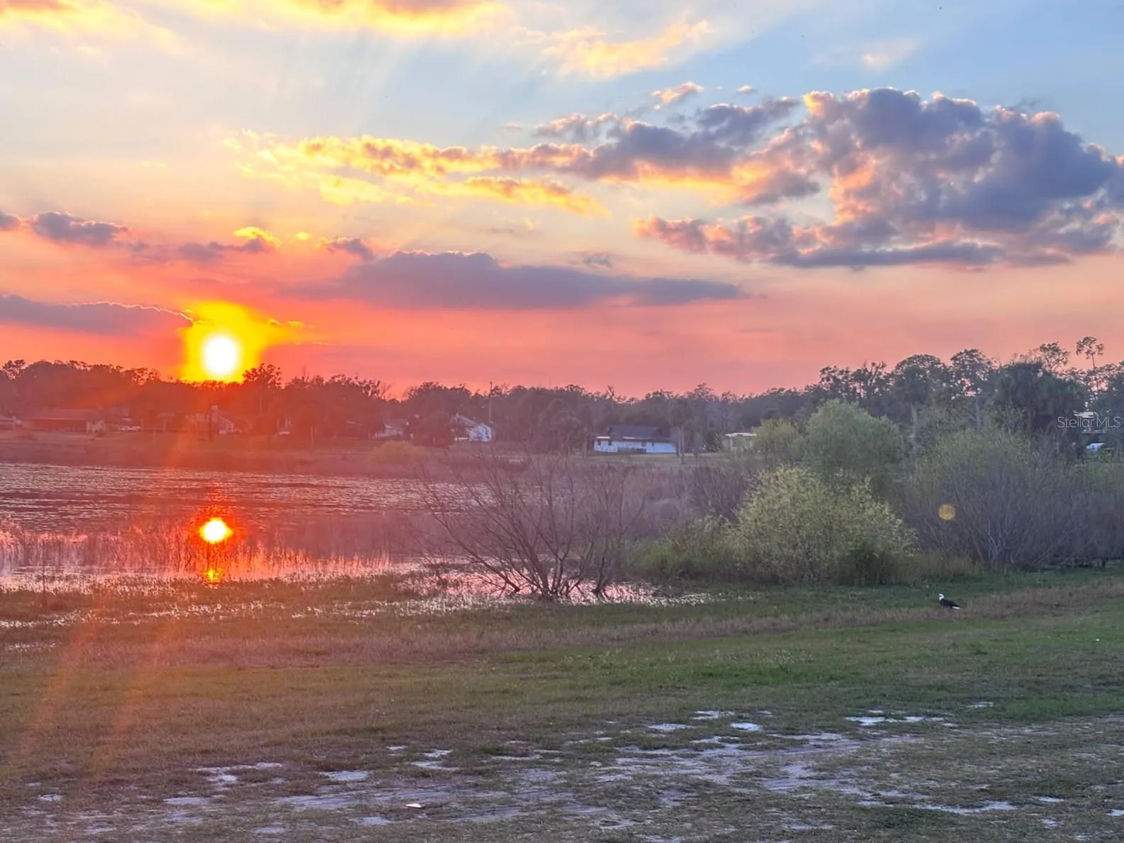 Is this an American bald eagle also enjoying your sunset?