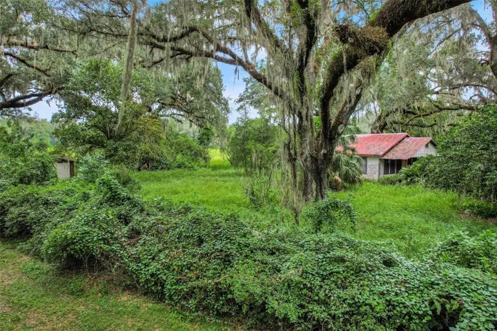 Large oaks surrounding this property