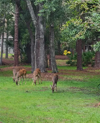 Deer!!!