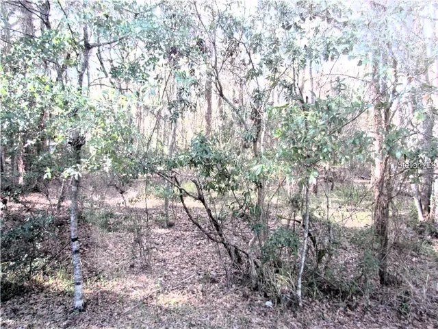 Woods/Conservation Area View