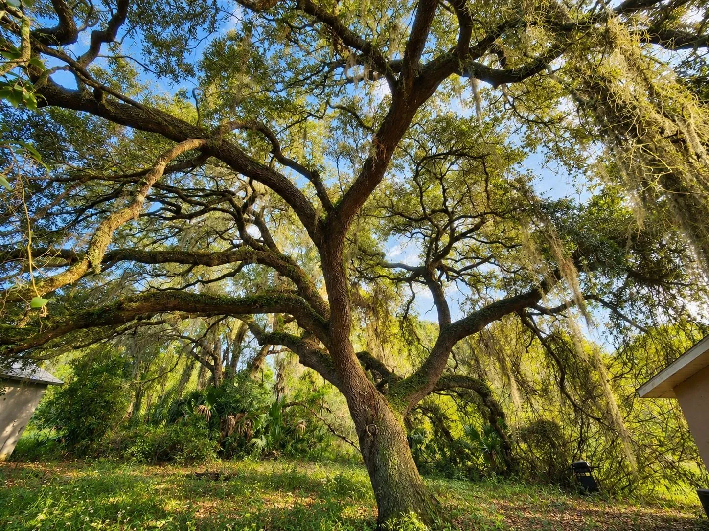 your very own grandaddy oak